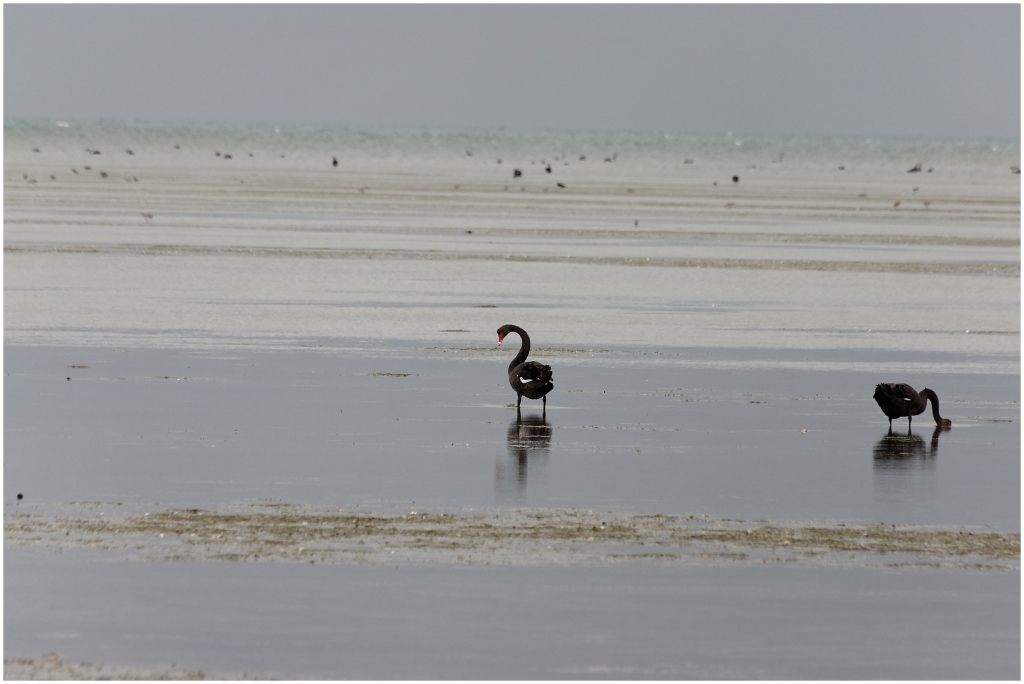 11 - Cape Farewell (12).jpg